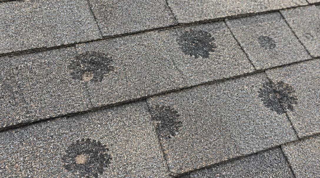 Close-up of hail bruised asphalt shingles with granules knocked away