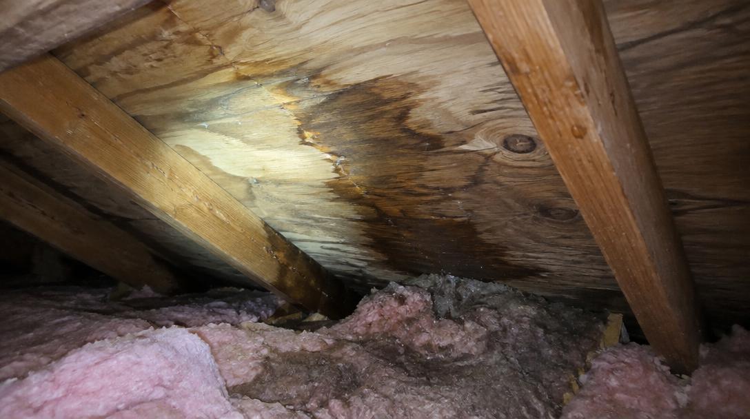 Attic view of roof decking with a dark water stain and damp insulation below