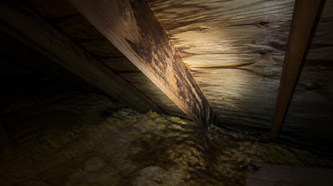 Flashlight on dark water staining running down an attic rafter above damp insulation